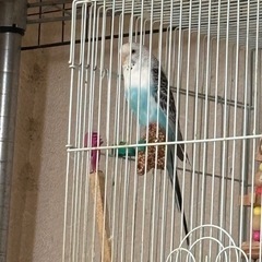  セキセイインコ コザクラインコ 里親様募集