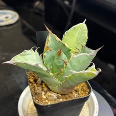 【1株だけ】室内管理した綺麗な竜牙【中株】の画像