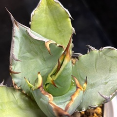 【1株だけ】室内管理した綺麗な竜牙【中株】の画像