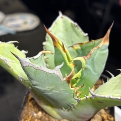 【1株だけ】室内管理した綺麗な竜牙【中株】の画像