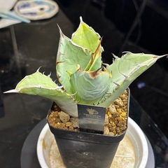 【1株だけ】室内管理した綺麗な竜牙【中株】の画像