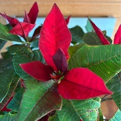 ポインセチア お取引中の画像