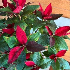 ポインセチア お取引中の画像