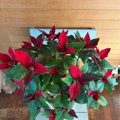 ポインセチア お取引中の画像
