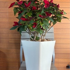 ポインセチア お取引中の画像