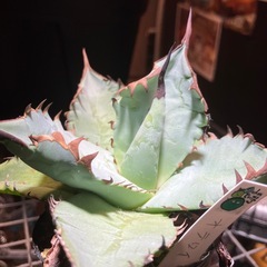 【黒鋸歯株】　アガベ　オテロイの画像