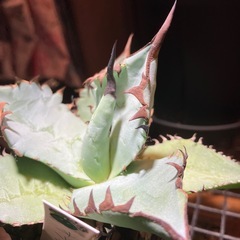 【黒鋸歯株】　アガベ　オテロイの画像