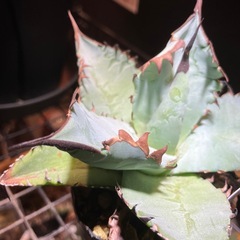 【黒鋸歯株】　アガベ　オテロイの画像