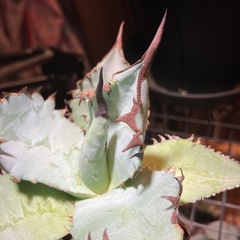【黒鋸歯株】　アガベ　オテロイの画像