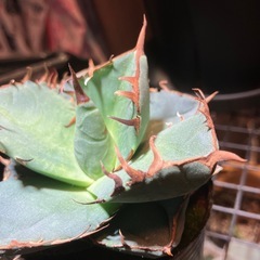 【肉厚葉】　アガベ　ジャガーノートの画像