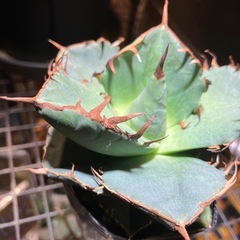 【肉厚葉】　アガベ　ジャガーノートの画像