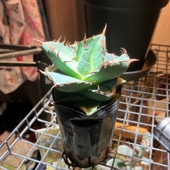 【肉厚葉】　アガベ　ジャガーノートの画像