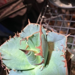 【肉厚葉】　アガベ　ジャガーノートの画像