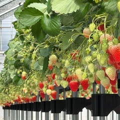 朝採り紅ほっぺ🍓　いちごの画像