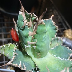【実生株】　アガベ　オテロイの画像