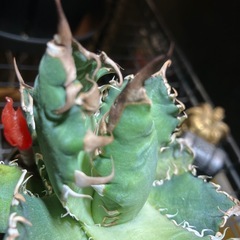 【実生株】　アガベ　オテロイの画像