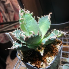 【実生株】　アガベ　オテロイの画像