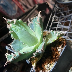 【実生株】　アガベ　オテロイの画像
