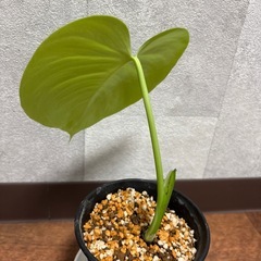 モンステラの画像