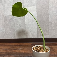 モンステラの画像