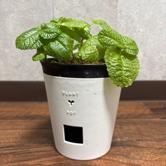 ピレア・ヌンムラリフォリアの画像