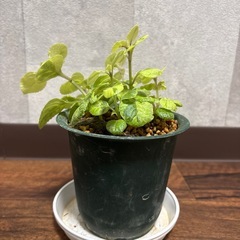 スウェーデンアイビーの画像