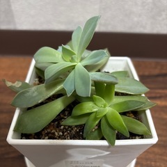 多肉植物の画像