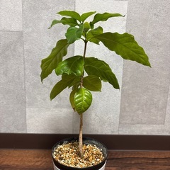 コーヒーの木の画像