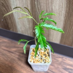 エバーフレッシュ