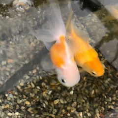 金魚の画像
