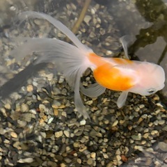 金魚の画像