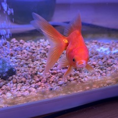 金魚　琉金（リュウキン）の画像
