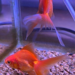 金魚　琉金（リュウキン）の画像