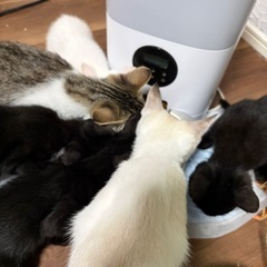仔猫の里親探しています(´•̥ω•̥｀)