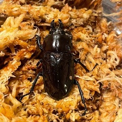 【後食済】②ニジイロクワガタペア+おまけ♀の画像