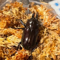 【後食済】②ニジイロクワガタペア+おまけ♀の画像