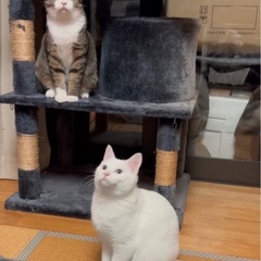 ずっとのお家が決まりました！ありがとうございます♡4ヶ月ぐらいの白猫の男の子 - 里親募集