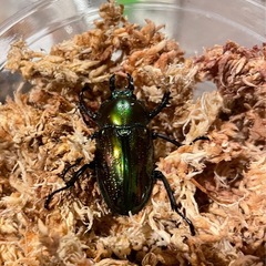 ⑤ニジイロクワガタ　ペアの画像