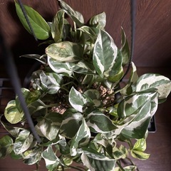 ポトス　エンジョイの画像