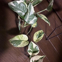 ポトス　エンジョイの画像