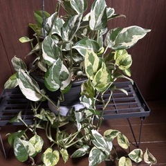 ポトス　エンジョイの画像