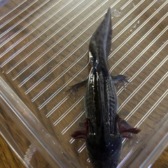 ウーパールーパー　アルビノ、マーブル、ブラックの画像