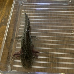 ウーパールーパー　アルビノ、マーブル、ブラックの画像