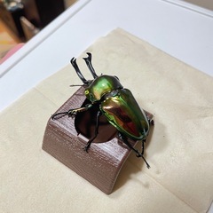 ニジイロクワガタ グリーンピカール幼虫の画像