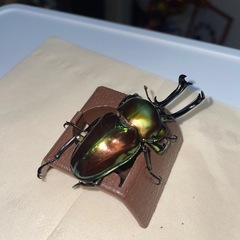 ニジイロクワガタ グリーンピカール幼虫の画像