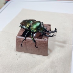 ニジイロクワガタ グリーンピカール幼虫の画像