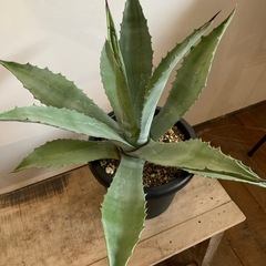 アガベ　アメリカーナ シルバーリーフの画像