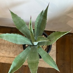 アガベ　アメリカーナ シルバーリーフの画像