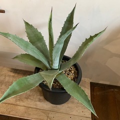 アガベ　アメリカーナ シルバーリーフの画像