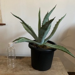 アガベ　アメリカーナ シルバーリーフの画像